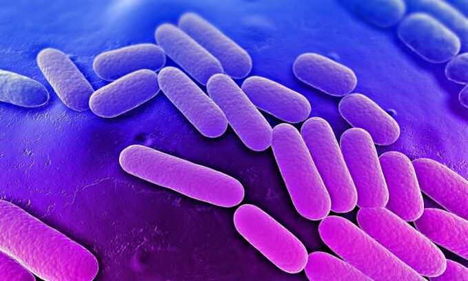 Os medicamentos paran o crecemento das bacterias